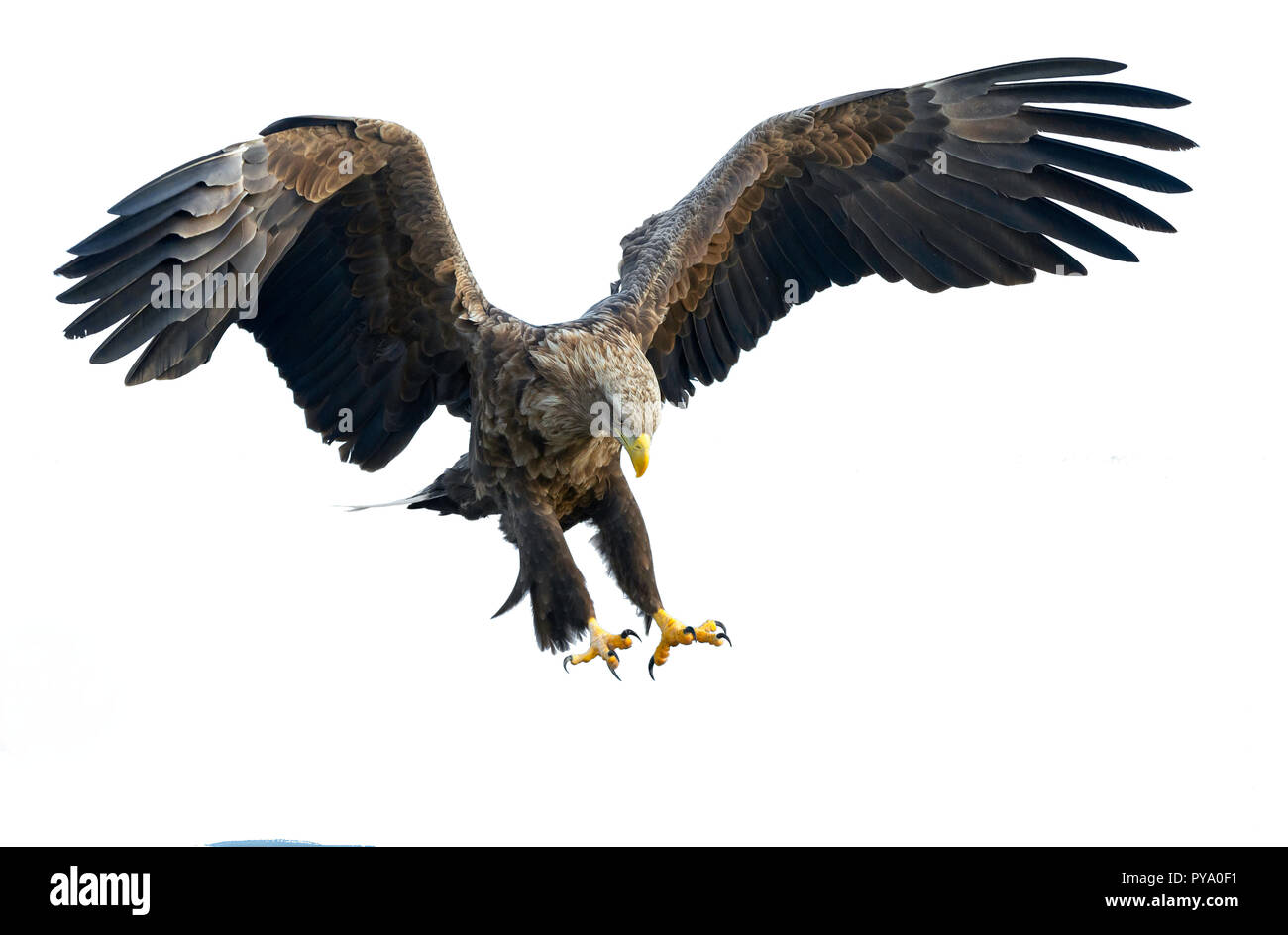 À queue blanche adultes en vol. Isolé sur fond blanc. Nom scientifique : Haliaeetus albicilla, également connu sous le nom de l'ern, erne, gray eagle, Eura Banque D'Images