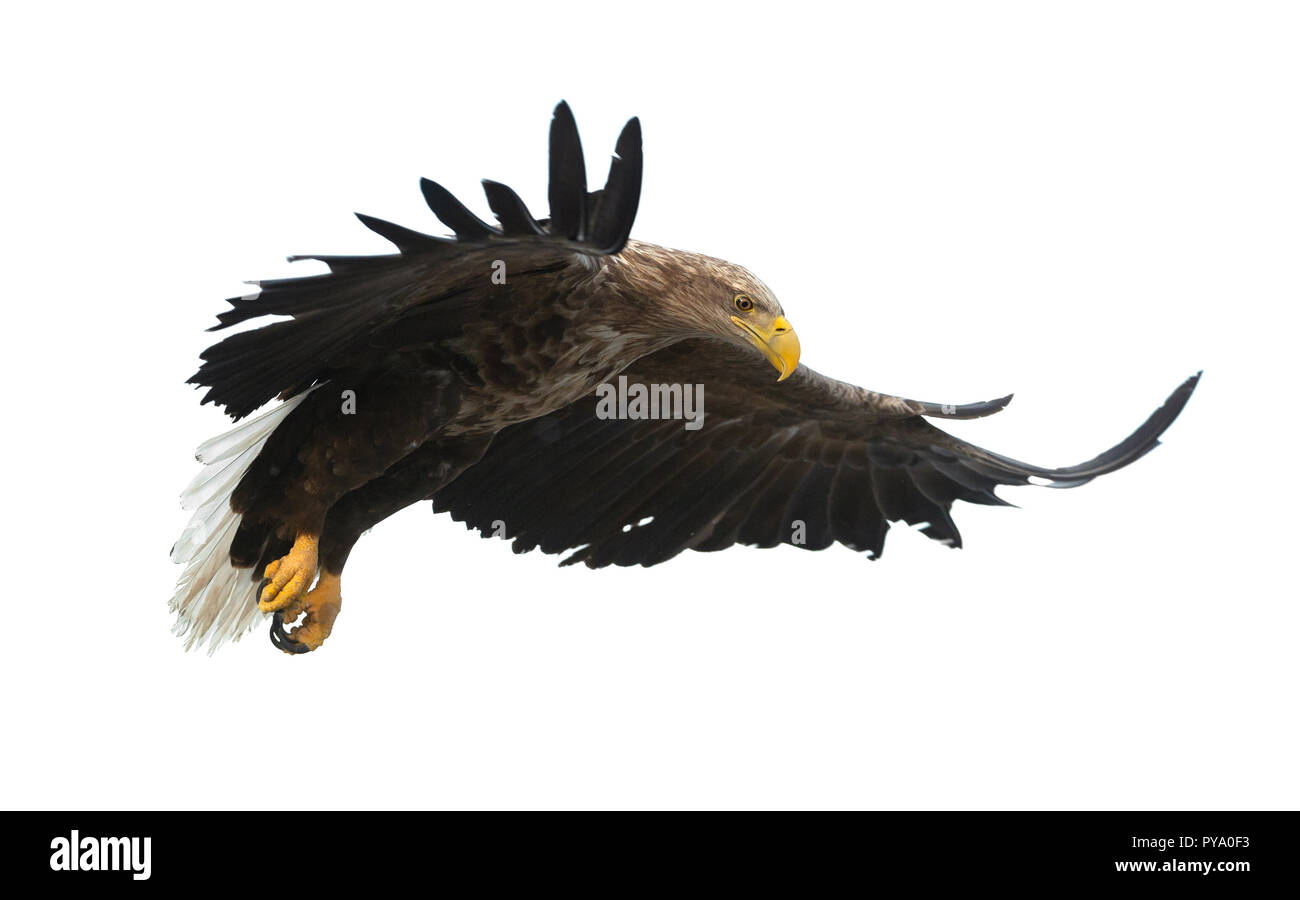 À queue blanche adultes en vol. Isolé sur fond blanc. Nom scientifique : Haliaeetus albicilla, également connu sous le nom de l'ern, erne, gray eagle, Eura Banque D'Images