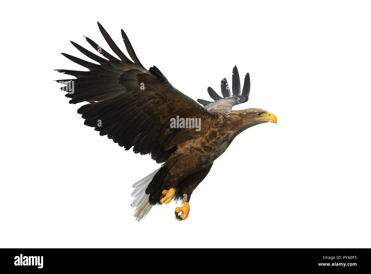 À queue blanche adultes en vol. Isolé sur fond blanc. Nom scientifique : Haliaeetus albicilla, également connu sous le nom de l'ern, erne, gray eagle, Eura Banque D'Images