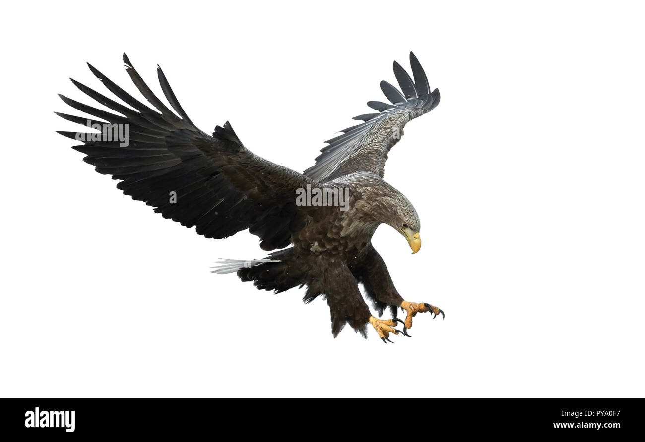 À queue blanche adultes en vol. Isolé sur fond blanc. Nom scientifique : Haliaeetus albicilla, également connu sous le nom de l'ern, erne, gray eagle, Eura Banque D'Images