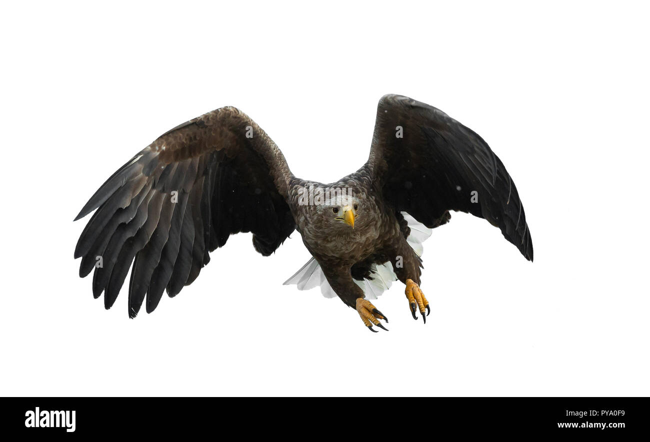 À queue blanche adultes en vol. Isolé sur fond blanc. Nom scientifique : Haliaeetus albicilla, également connu sous le nom de l'ern, erne, gray eagle, Eura Banque D'Images