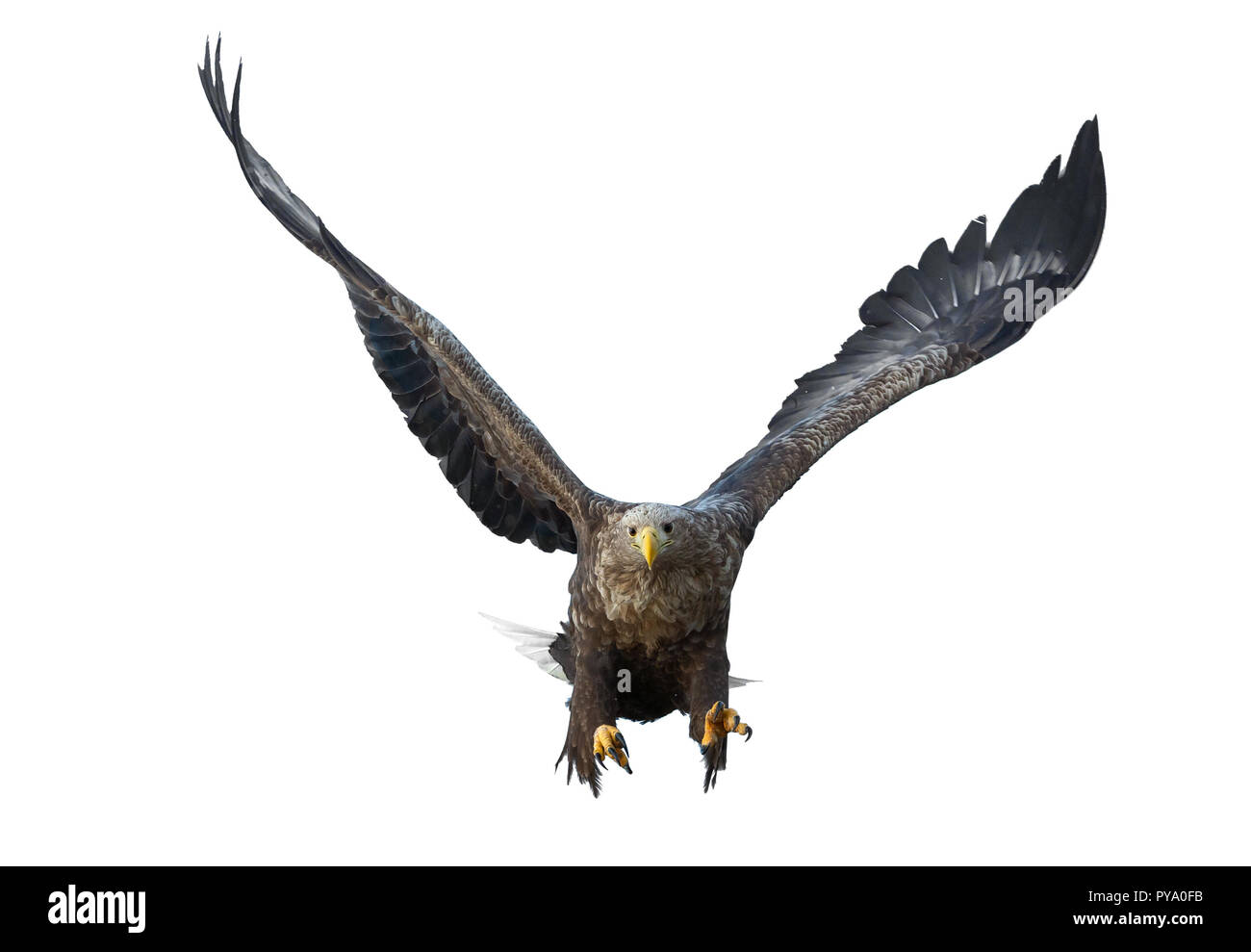 À queue blanche adultes en vol. Isolé sur fond blanc. Nom scientifique : Haliaeetus albicilla, également connu sous le nom de l'ern, erne, gray eagle, Eura Banque D'Images