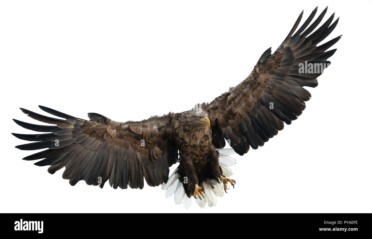 À queue blanche adultes en vol. Isolé sur fond blanc. Nom scientifique : Haliaeetus albicilla, également connu sous le nom de l'ern, erne, gray eagle, Eura Banque D'Images