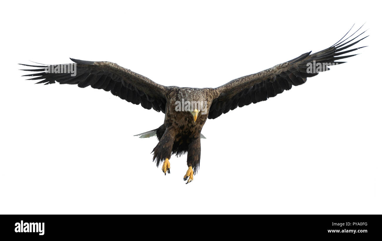 À queue blanche adultes en vol. Isolé sur fond blanc. Nom scientifique : Haliaeetus albicilla, également connu sous le nom de l'ern, erne, gray eagle, Eura Banque D'Images
