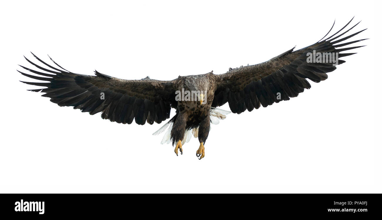À queue blanche adultes en vol. Isolé sur fond blanc. Nom scientifique : Haliaeetus albicilla, également connu sous le nom de l'ern, erne, gray eagle, Eura Banque D'Images