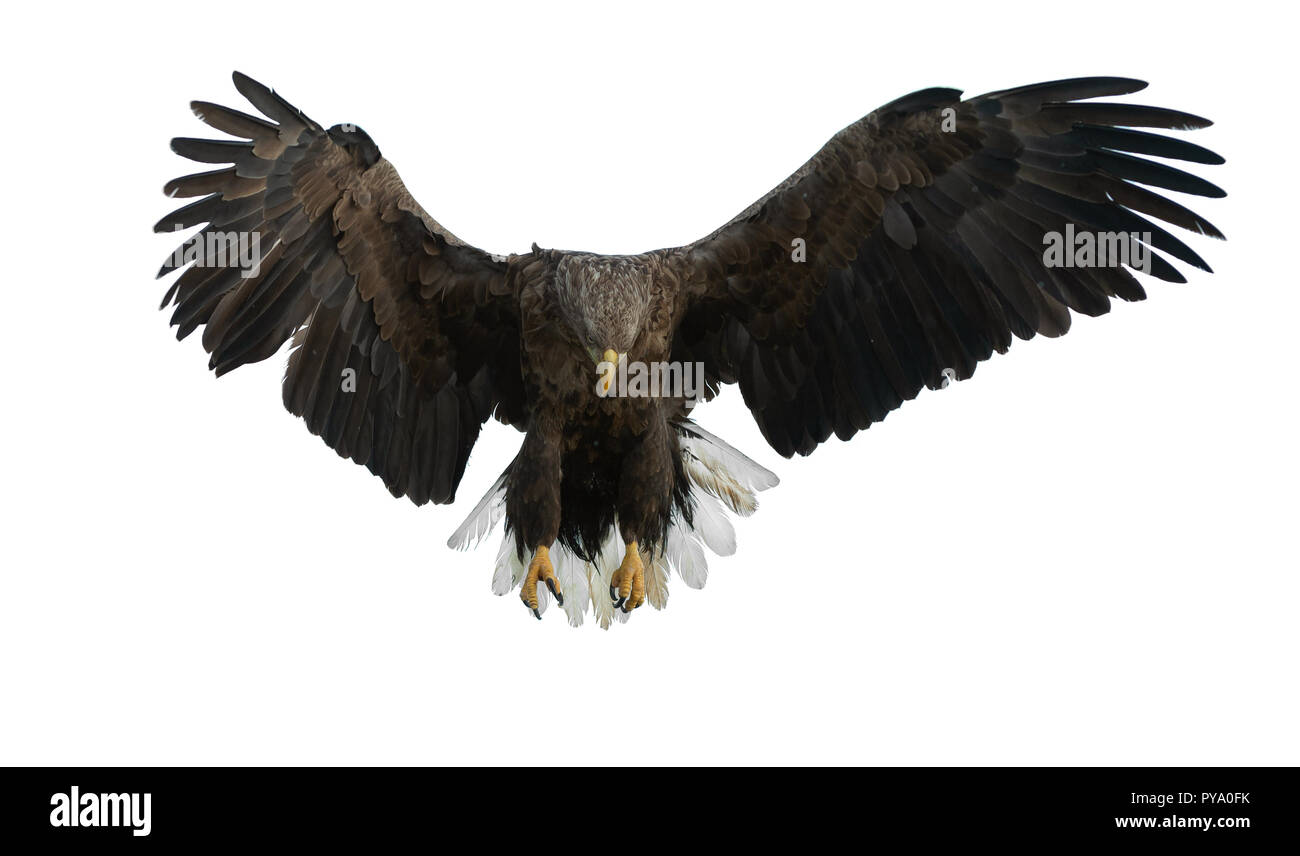 À queue blanche adultes en vol. Isolé sur fond blanc. Nom scientifique : Haliaeetus albicilla, également connu sous le nom de l'ern, erne, gray eagle, Eura Banque D'Images