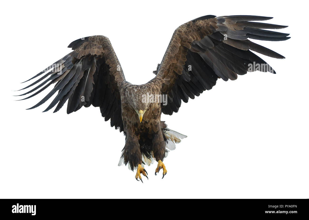 À queue blanche adultes en vol. Isolé sur fond blanc. Nom scientifique : Haliaeetus albicilla, également connu sous le nom de l'ern, erne, gray eagle, Eura Banque D'Images