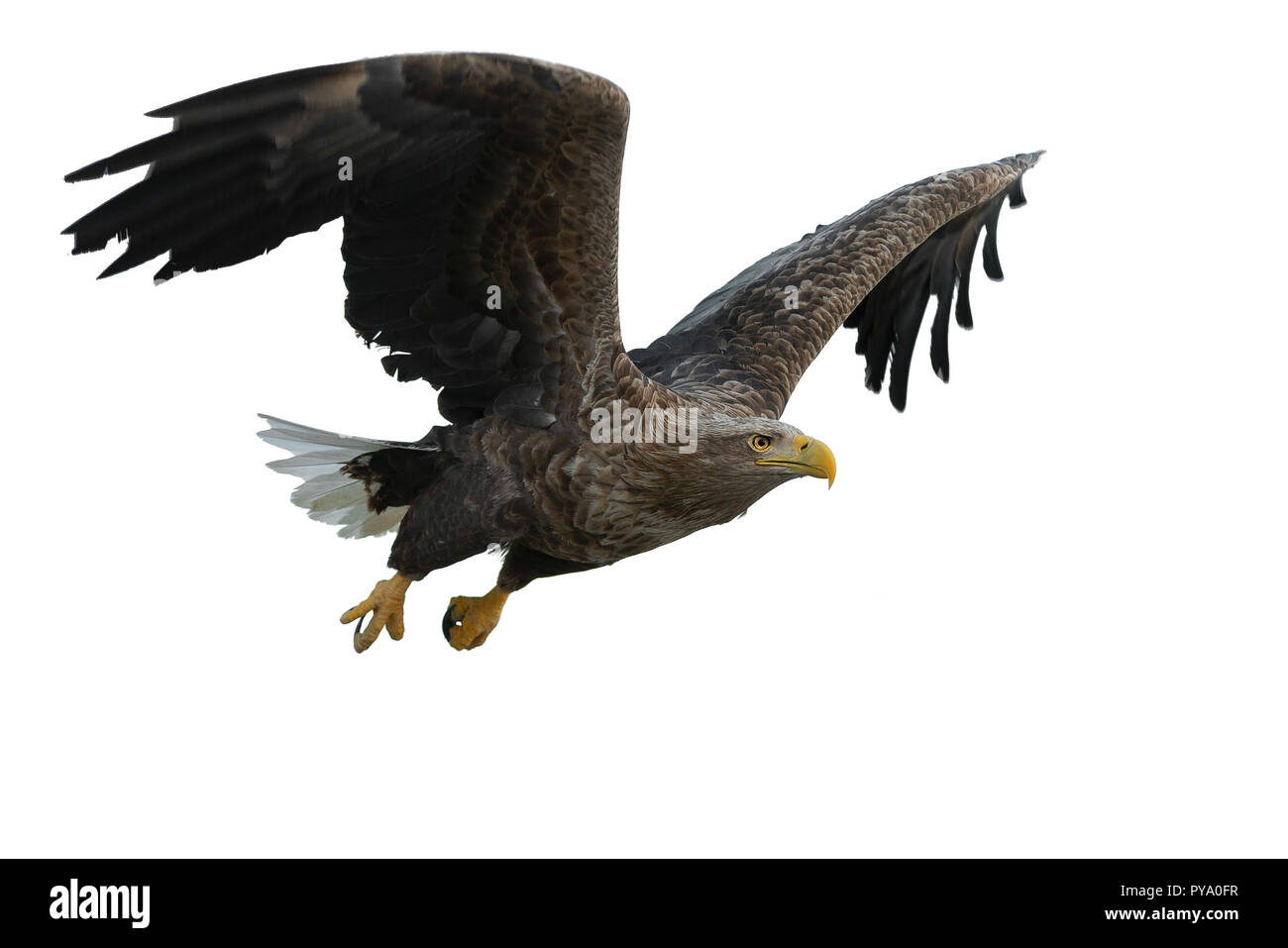 À queue blanche adultes en vol. Isolé sur fond blanc. Nom scientifique : Haliaeetus albicilla, également connu sous le nom de l'ern, erne, gray eagle, Eura Banque D'Images