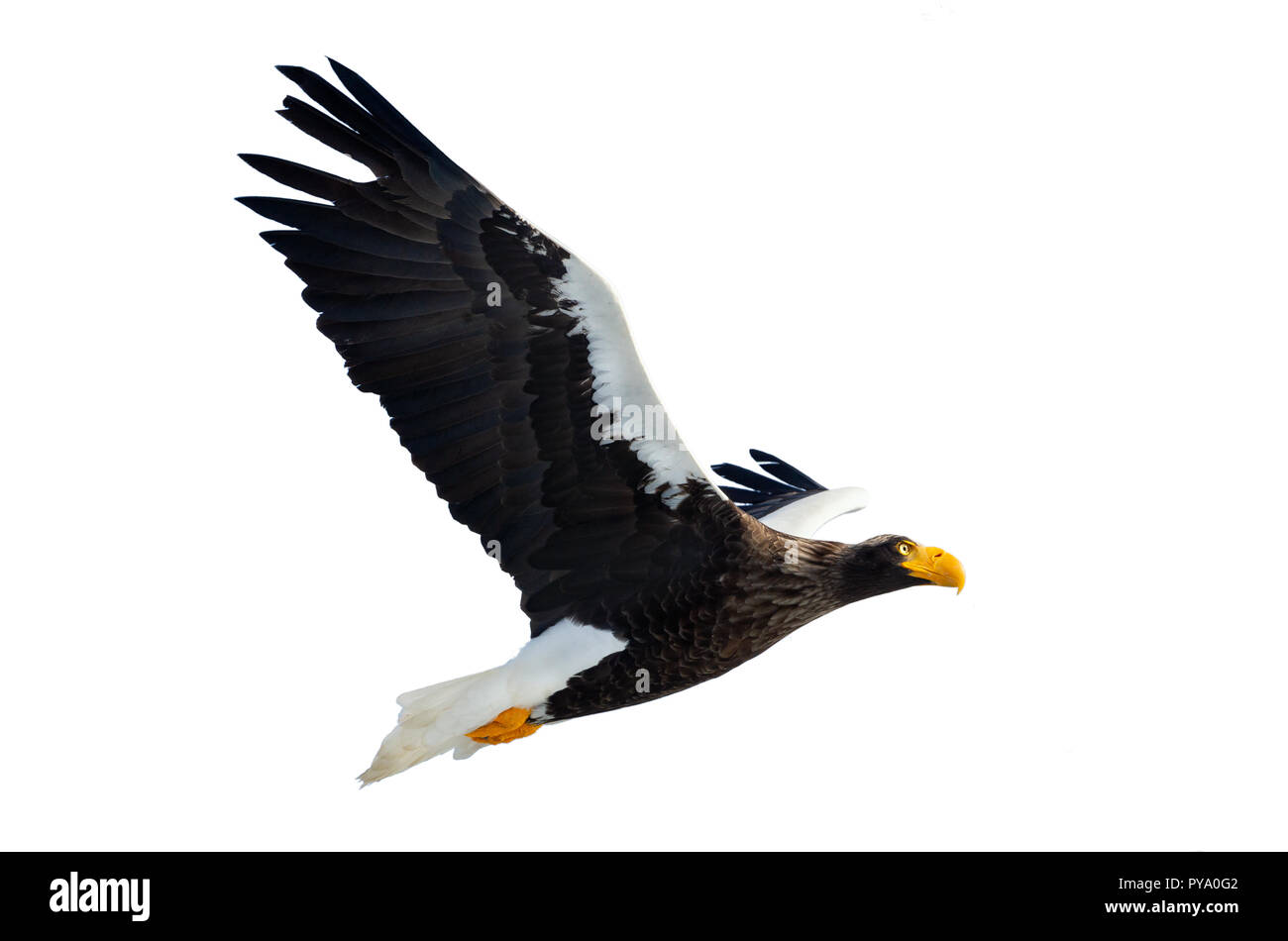 L'aigle de mer de Steller adultes en vol. Nom scientifique : Haliaeetus pelagicus. Isolé sur fond blanc. Banque D'Images