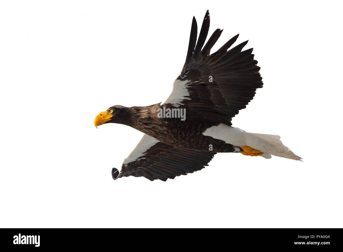 L'aigle de mer de Steller adultes en vol. Nom scientifique : Haliaeetus pelagicus. Isolé sur fond blanc. Banque D'Images
