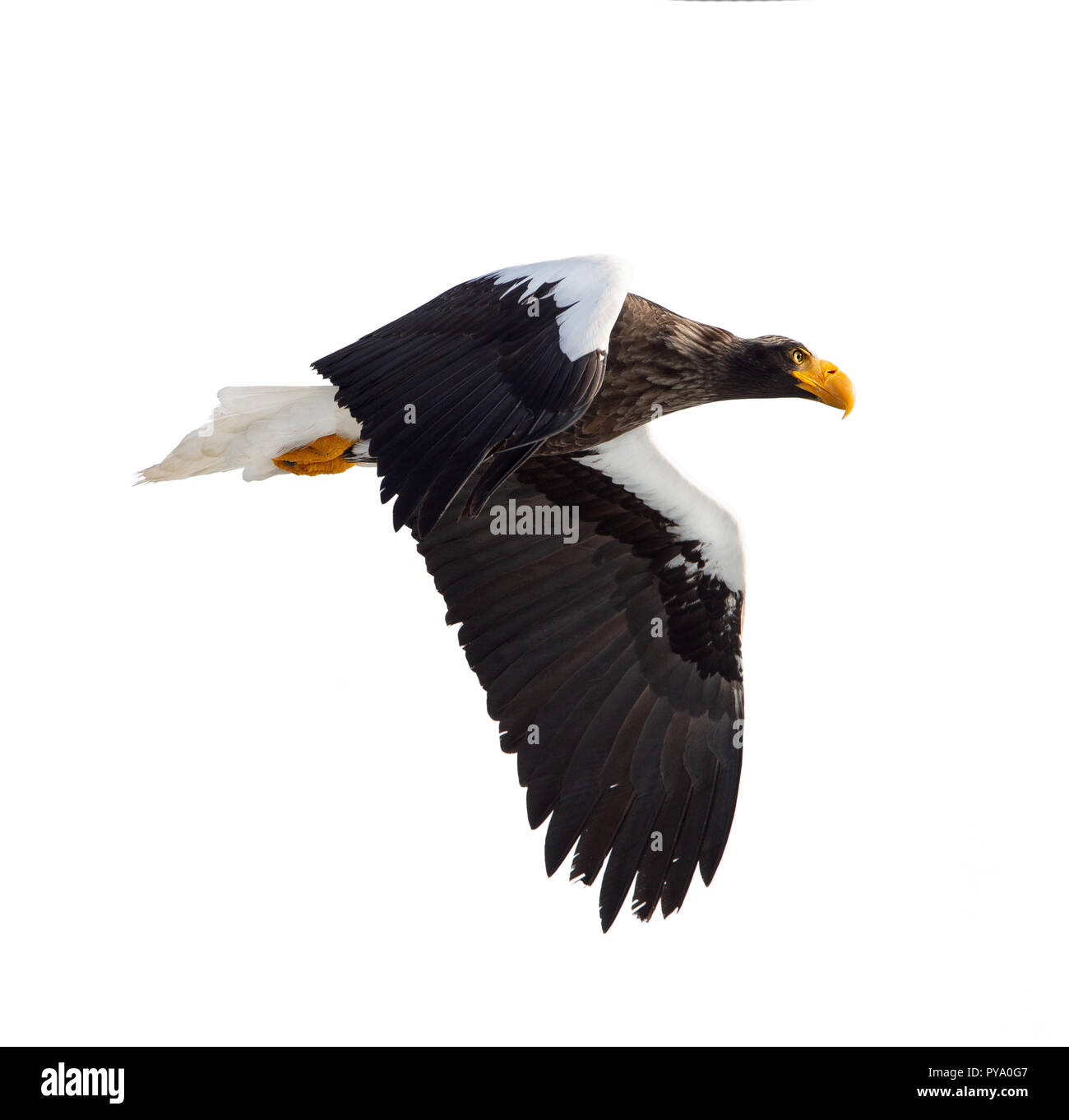 L'aigle de mer de Steller adultes en vol. Nom scientifique : Haliaeetus pelagicus. Isolé sur fond blanc. Banque D'Images