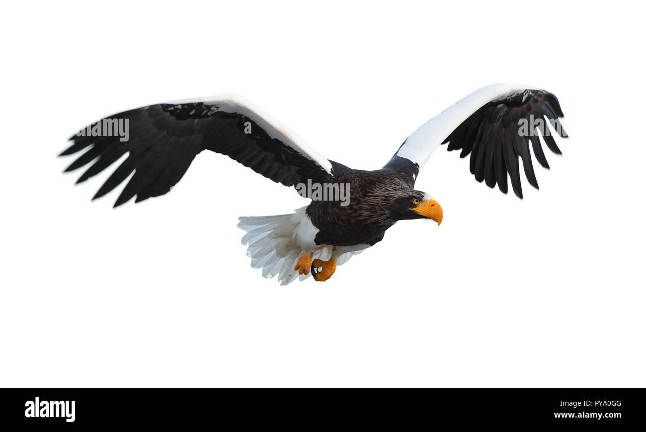 L'aigle de mer de Steller adultes en vol. Nom scientifique : Haliaeetus pelagicus. Isolé sur fond blanc. Banque D'Images