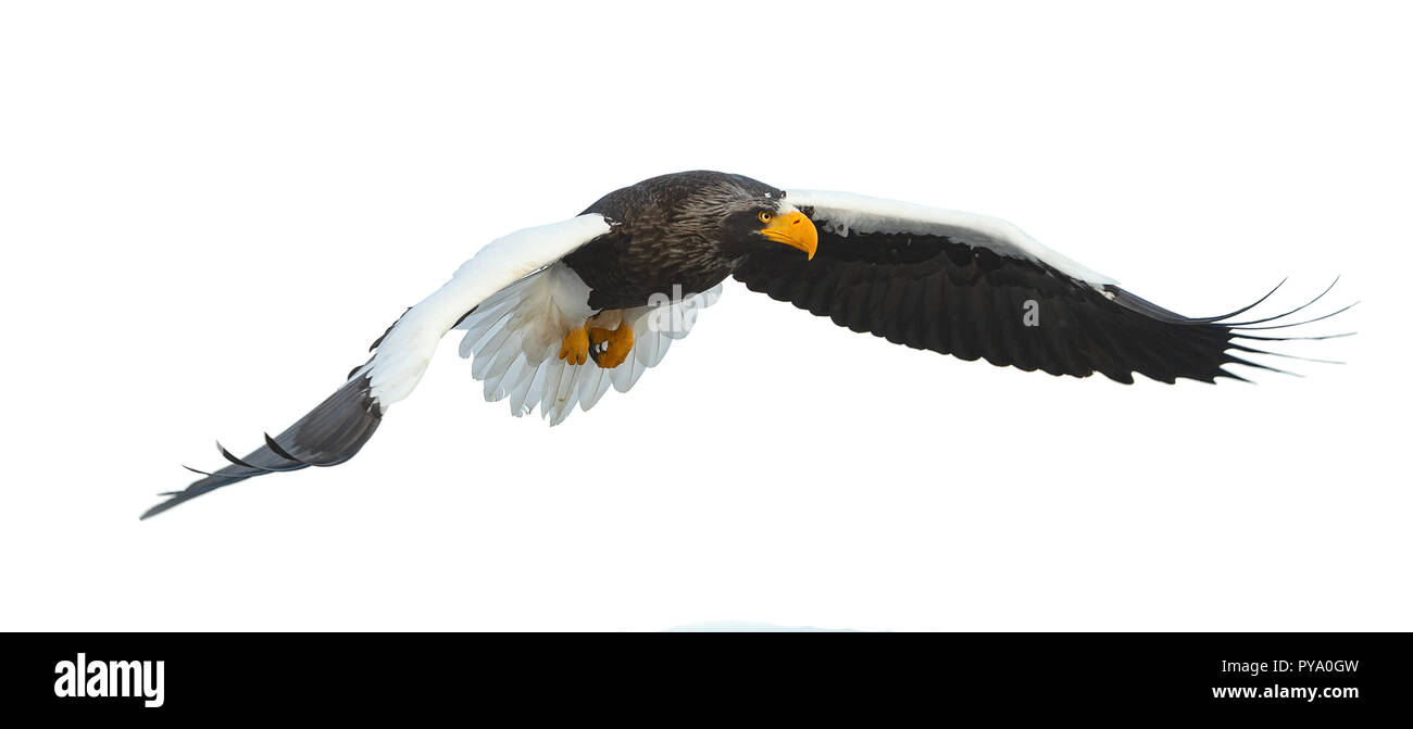L'aigle de mer de Steller adultes en vol. Nom scientifique : Haliaeetus pelagicus. Isolé sur fond blanc. Banque D'Images