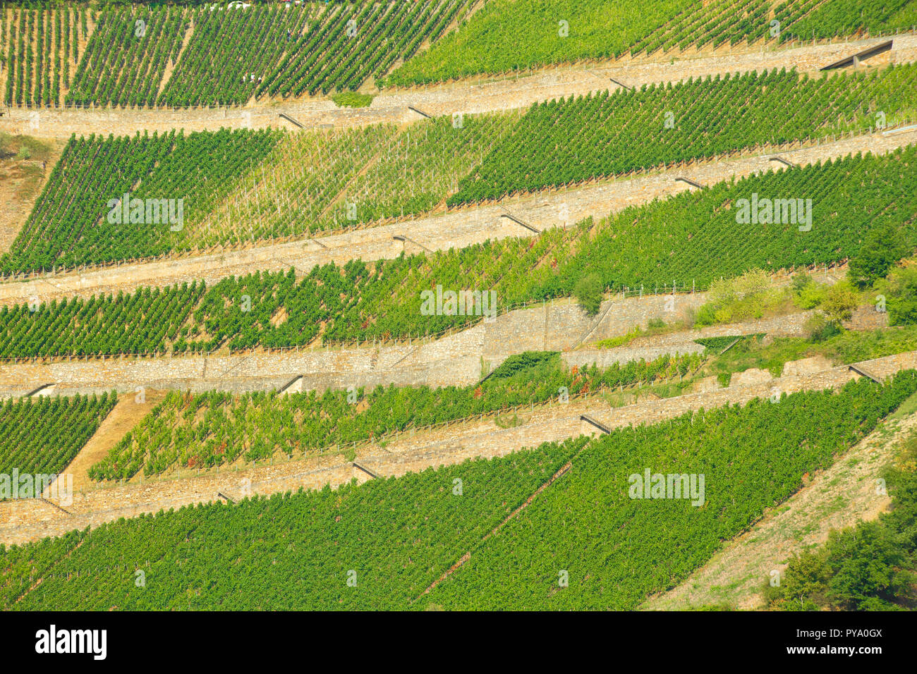 Beaux coteaux de vignes le long du Rhin en Allemagne Banque D'Images