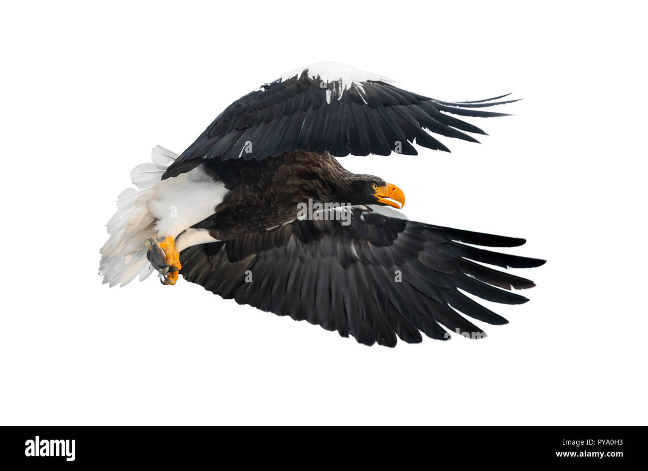 L'aigle de mer de Steller adultes avec des poissons en vol. Nom scientifique : Haliaeetus pelagicus. Isolé sur fond blanc. Banque D'Images