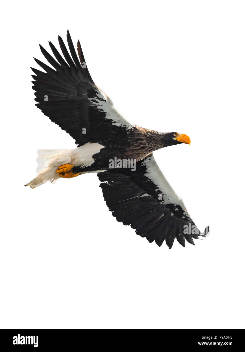 L'aigle de mer de Steller adultes en vol. Nom scientifique : Haliaeetus pelagicus. Isolé sur fond blanc. Banque D'Images