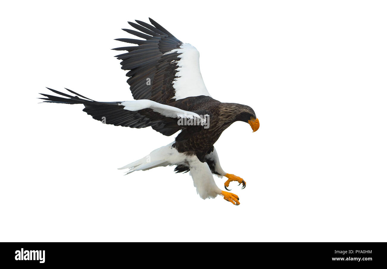 L'aigle de mer de Steller adultes en vol. Nom scientifique : Haliaeetus pelagicus. Isolé sur fond blanc. Banque D'Images