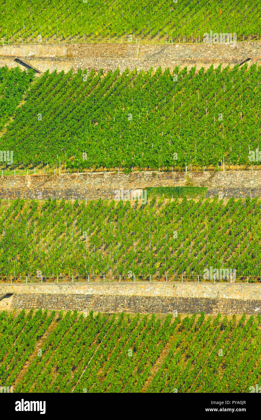 Beaux coteaux de vignes le long du Rhin en Allemagne Banque D'Images