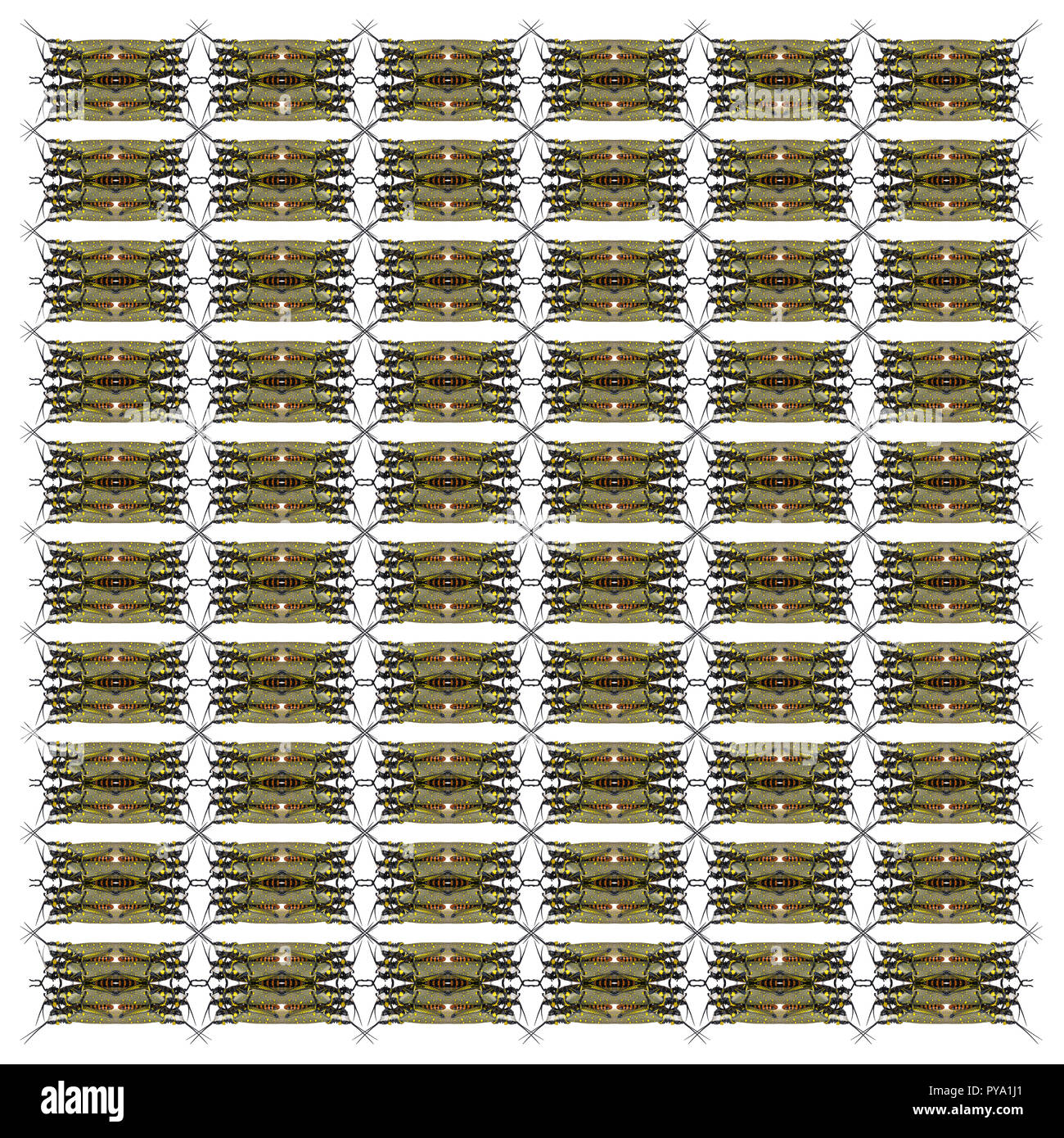 Aurcarches milliaris, sauterelle, in front of white background Banque D'Images