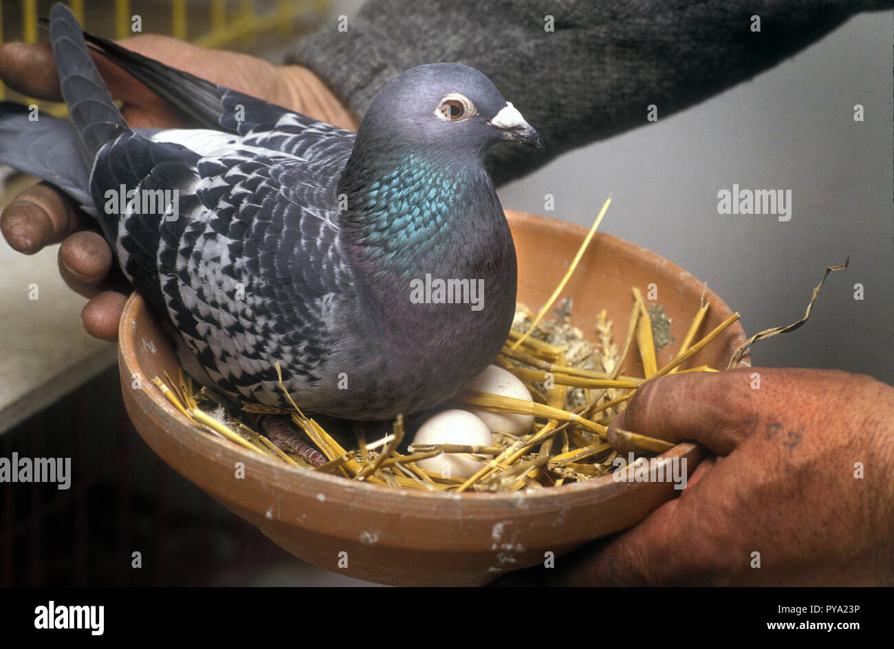 Un fantaiseur de pigeon est détenteur d'une poule à carreaux bleus de champion de pedigree course de pigeon avec ses deux oeufs dans un bol de nid dans un pigeon Banque D'Images