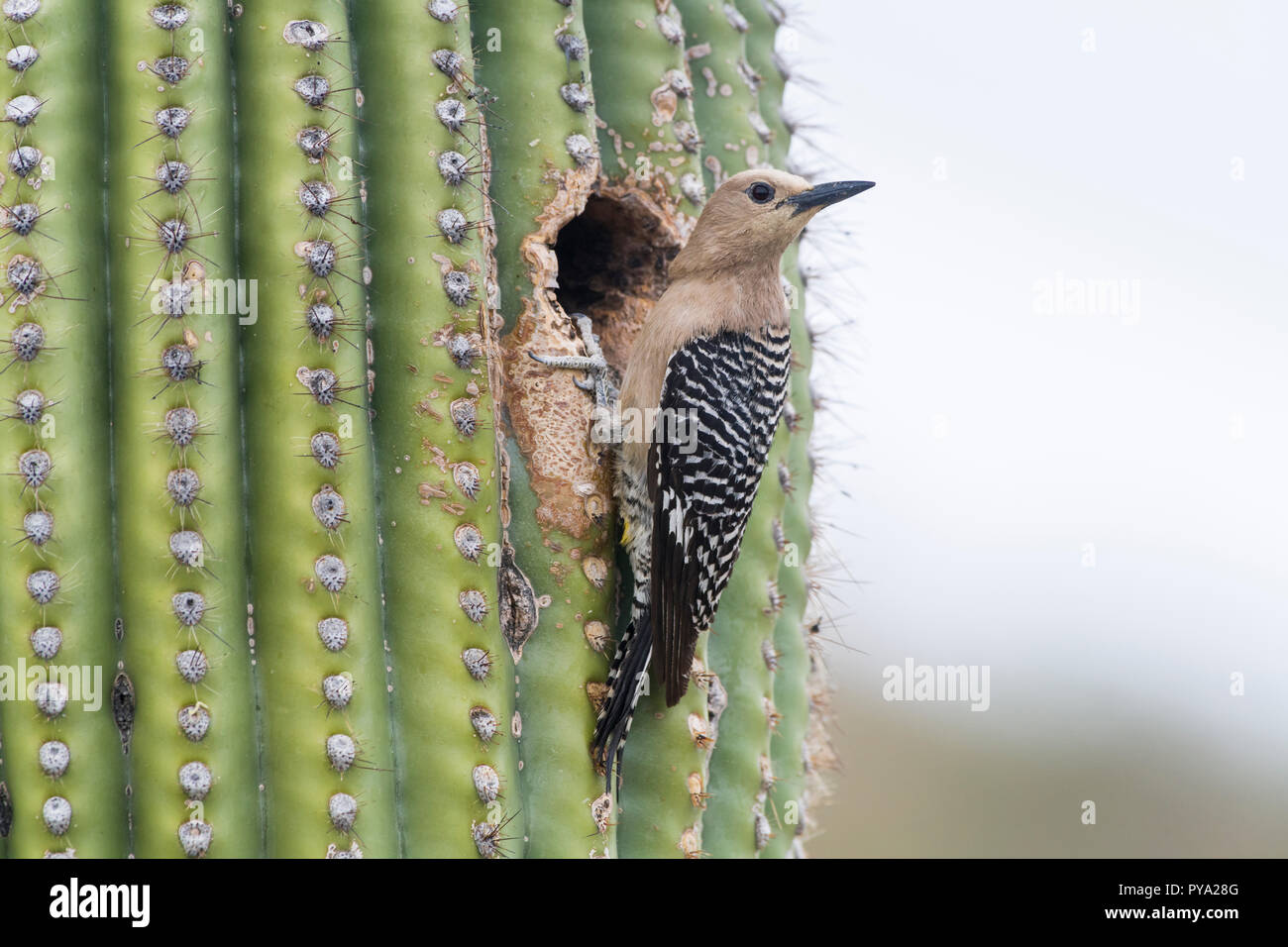 Une femme Gila Woodpecker (Melanerpes uropygialis) perchoirs à son nid dans un Saguaro (Carnegiea gigantea) après ingestion de ses jeunes. Arizona Banque D'Images