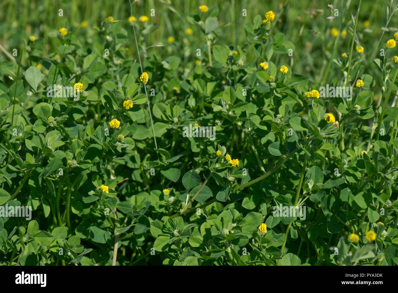 Minette, Medicago lupulina, petites fleurs de trèfle et trèfle et feuilles, Berkshire, juin Banque D'Images