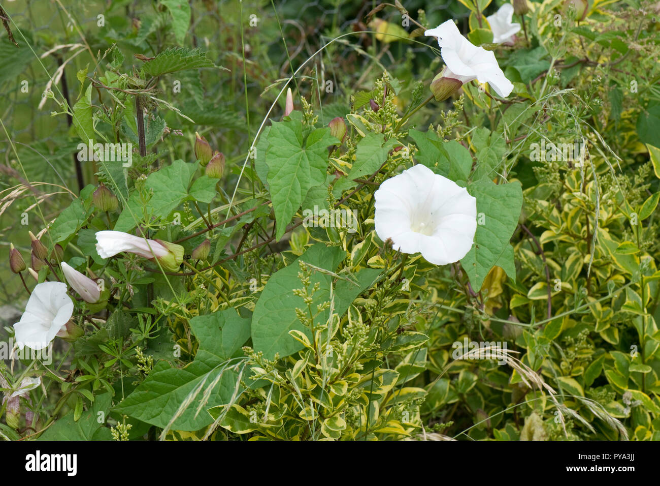 Une plus grande couverture ou liseron des champs, Calystegia sepium rampante, la lutte contre les mauvaises herbes avec des fleurs blanches et des feuilles qui poussent à travers une haie de troènes, juin Banque D'Images