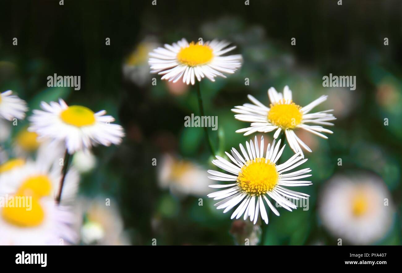 Entièrement blanc a fleuri flowers in garden Banque D'Images