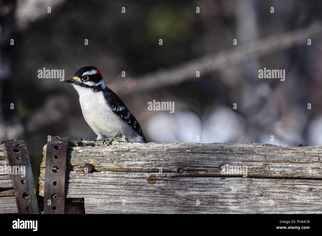 Pic mineur sur une clôture Banque D'Images