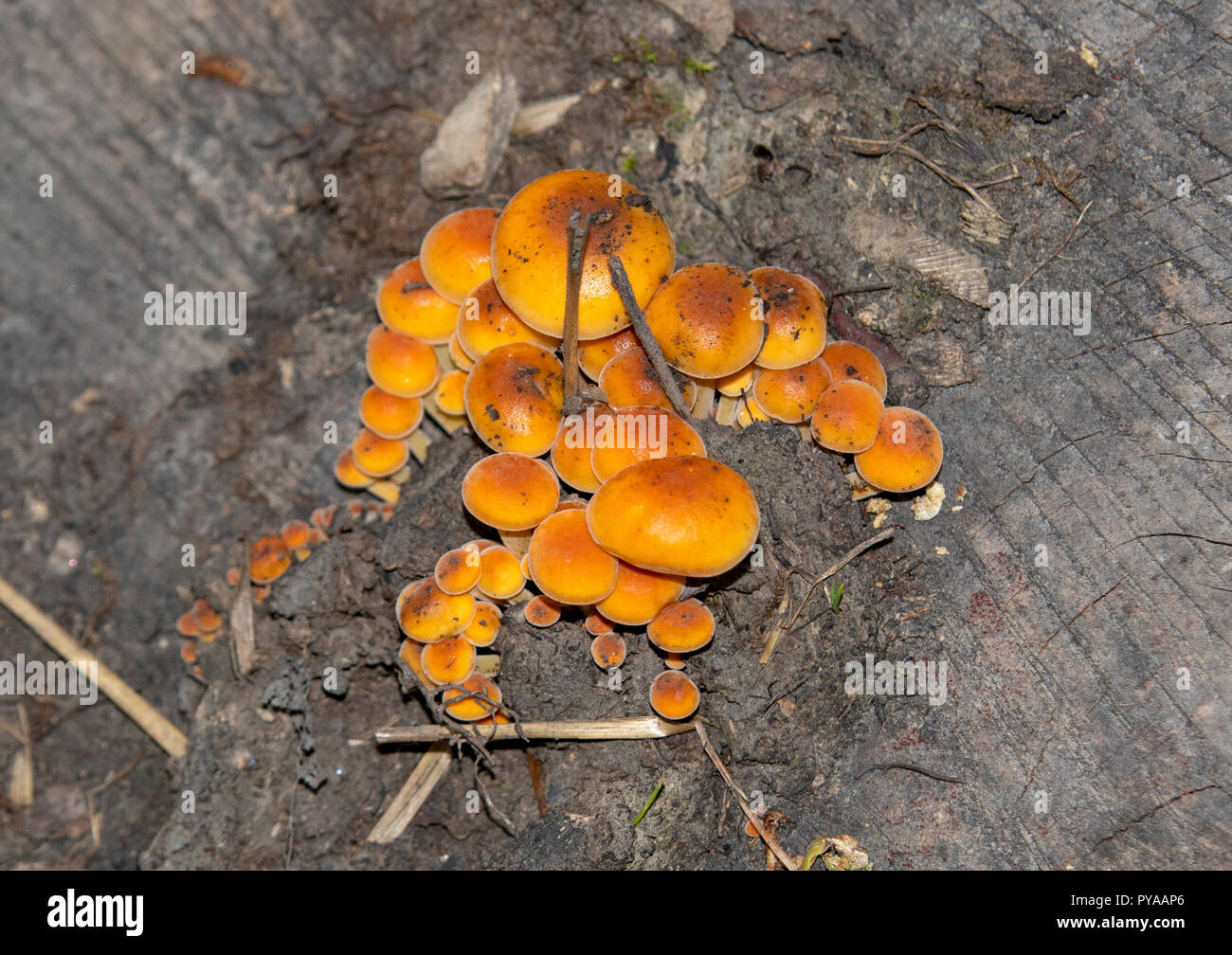 Champignons orange sur l'arbre en automne Banque D'Images