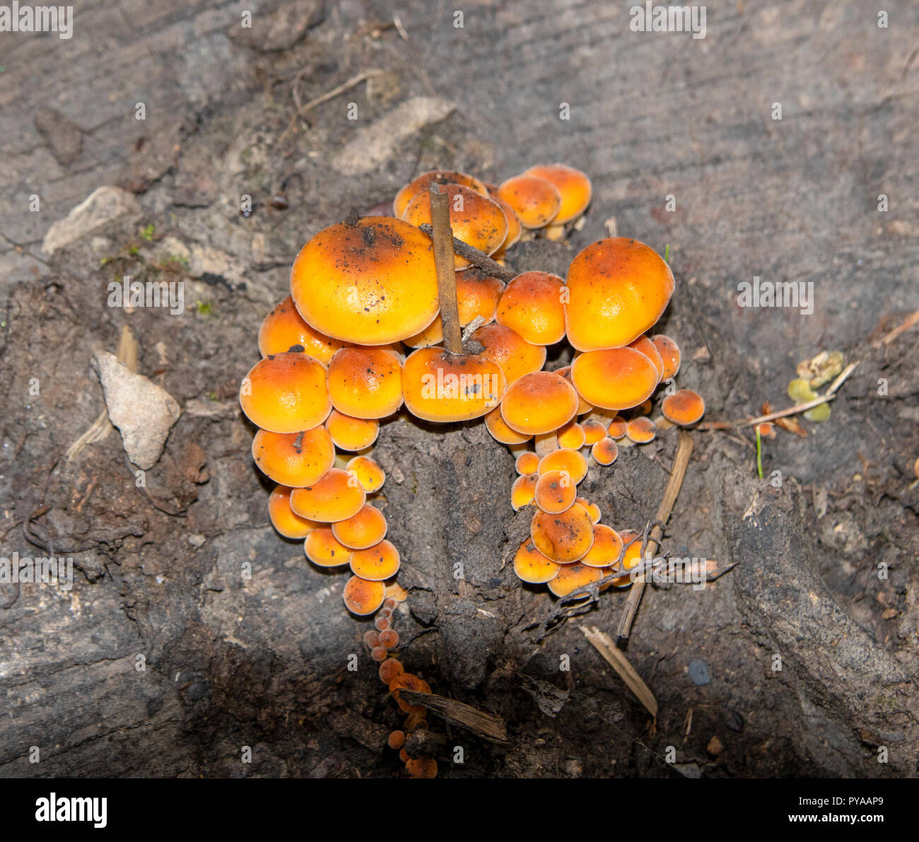 Champignons orange sur l'arbre en automne Banque D'Images