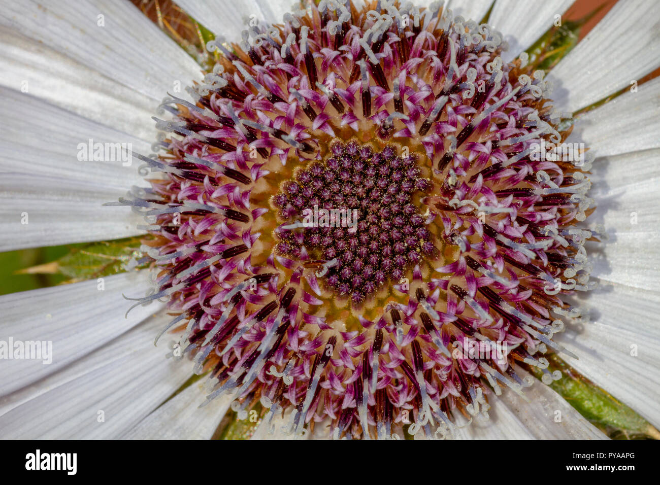 Berkheya purpurea capitule. Banque D'Images