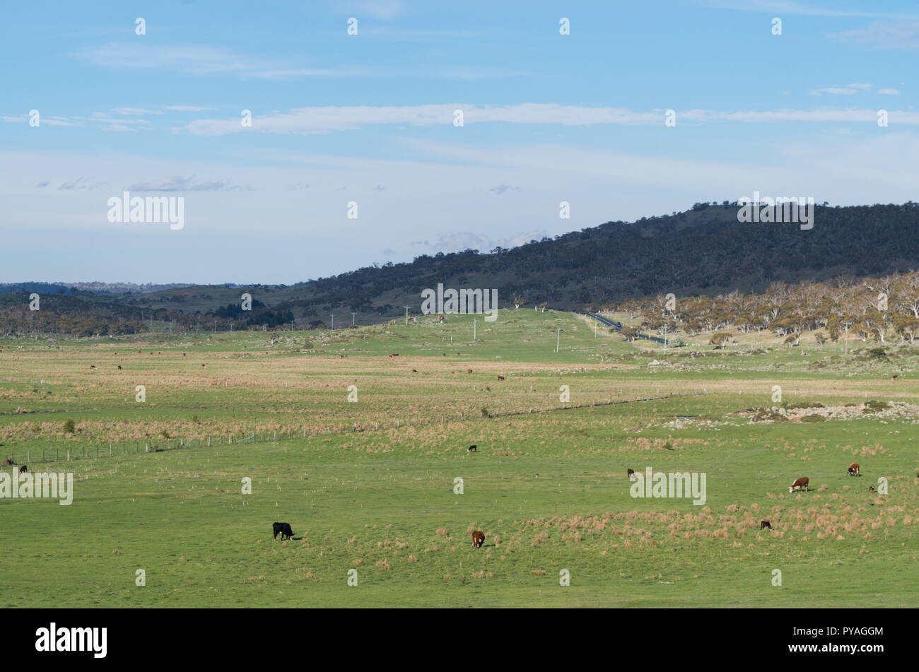 Vaches paissant dans un domaine luxuriant sur l'Alpine Way Banque D'Images