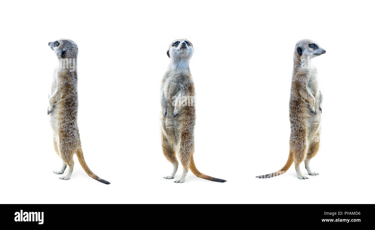 Portrait d'un permanent à trois les suricates et alerte isolé sur fond blanc. Banque D'Images