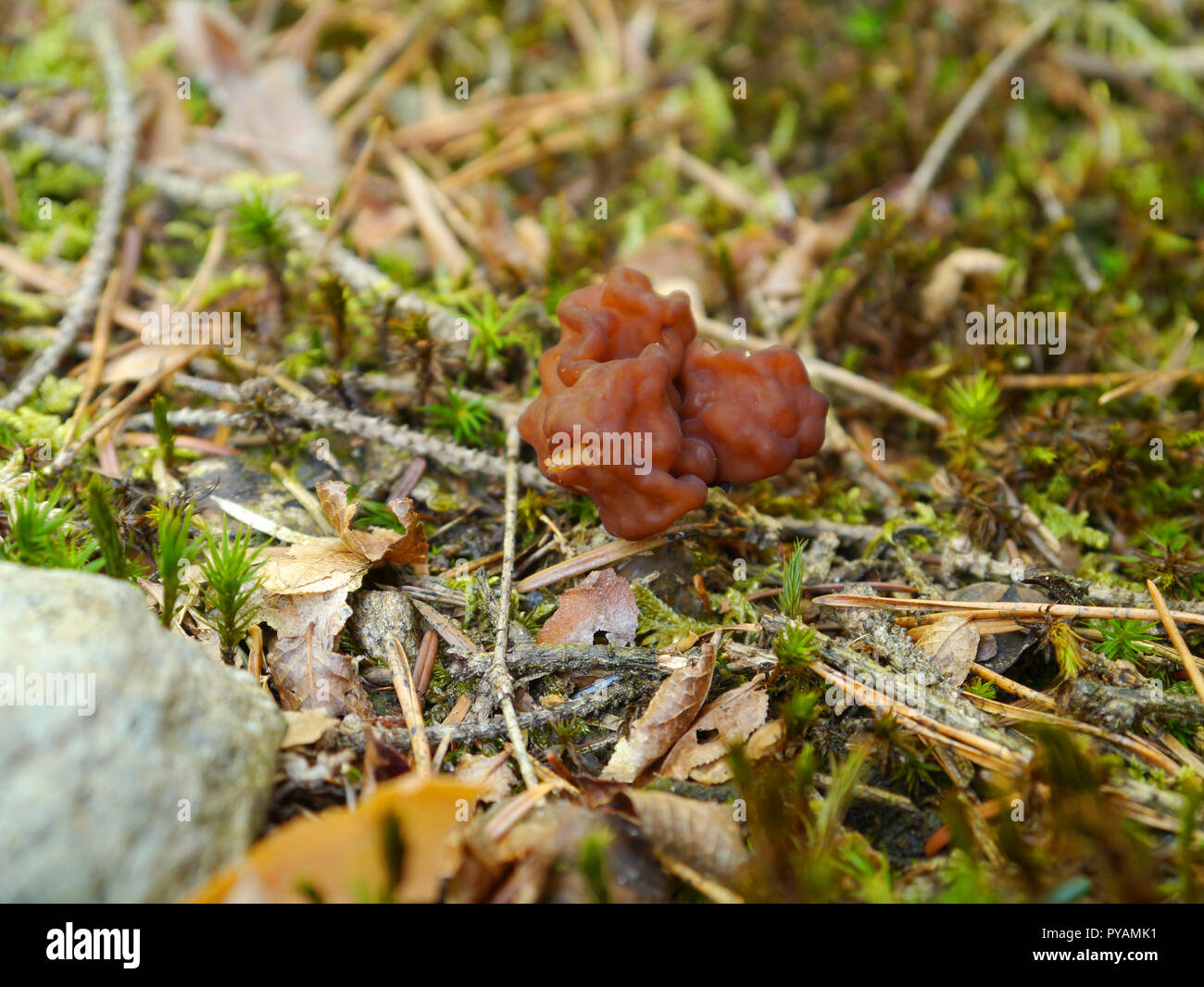 Fausse morille sur woodground Banque D'Images