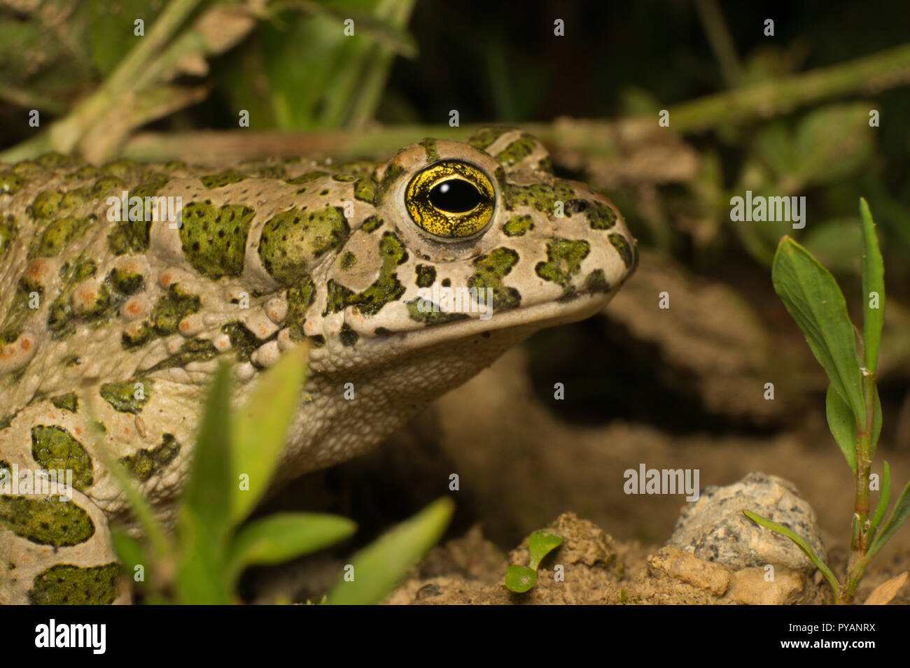 European Crapaud vert (Bufo viridis) assis dans l'herbe au cours d'une nuit d'été chaude. Banque D'Images