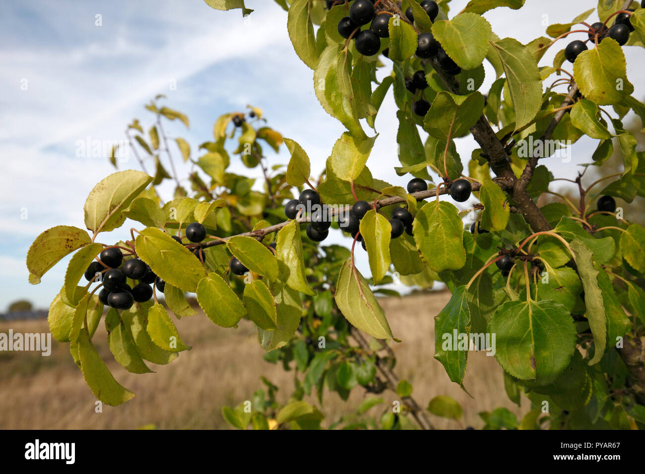 La purge, nerprun bourdaine, nerprun commun. Nom scientifique : Rhamnus cathartica Famille : Rhamnaceae. Arbre généalogique UK indigènes. la fructification en automne. Banque D'Images