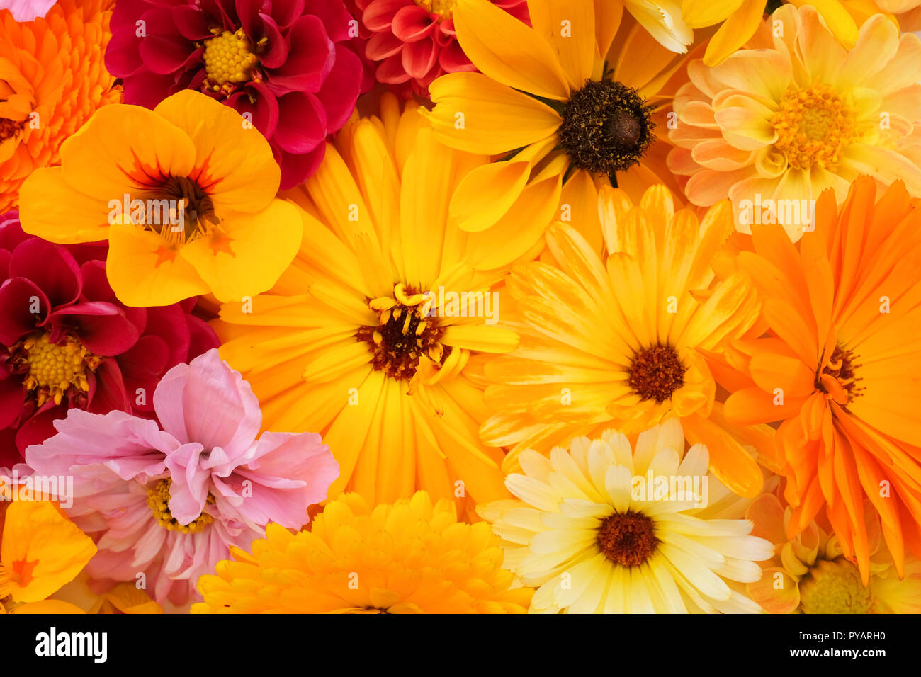 Arrangement de fleurs de calendula jaune, rudbeckia, capucine, rose dahlias et cosmos comme un floral background Banque D'Images