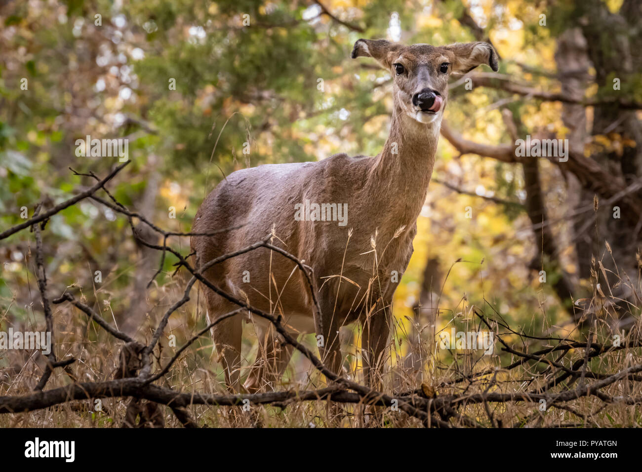 Un cerf de Virginie (Odocoileus virginianus) doe dans une forêt à l'automne Banque D'Images