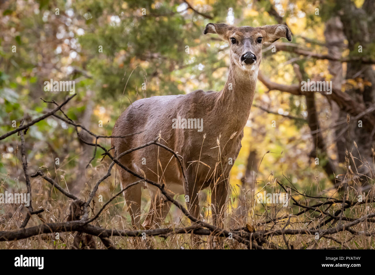 Un cerf de Virginie (Odocoileus virginianus) doe dans une forêt à l'automne Banque D'Images
