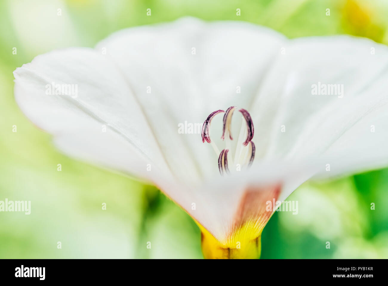 Le Pollen de fleurs blanches en été Macro closeup Banque D'Images