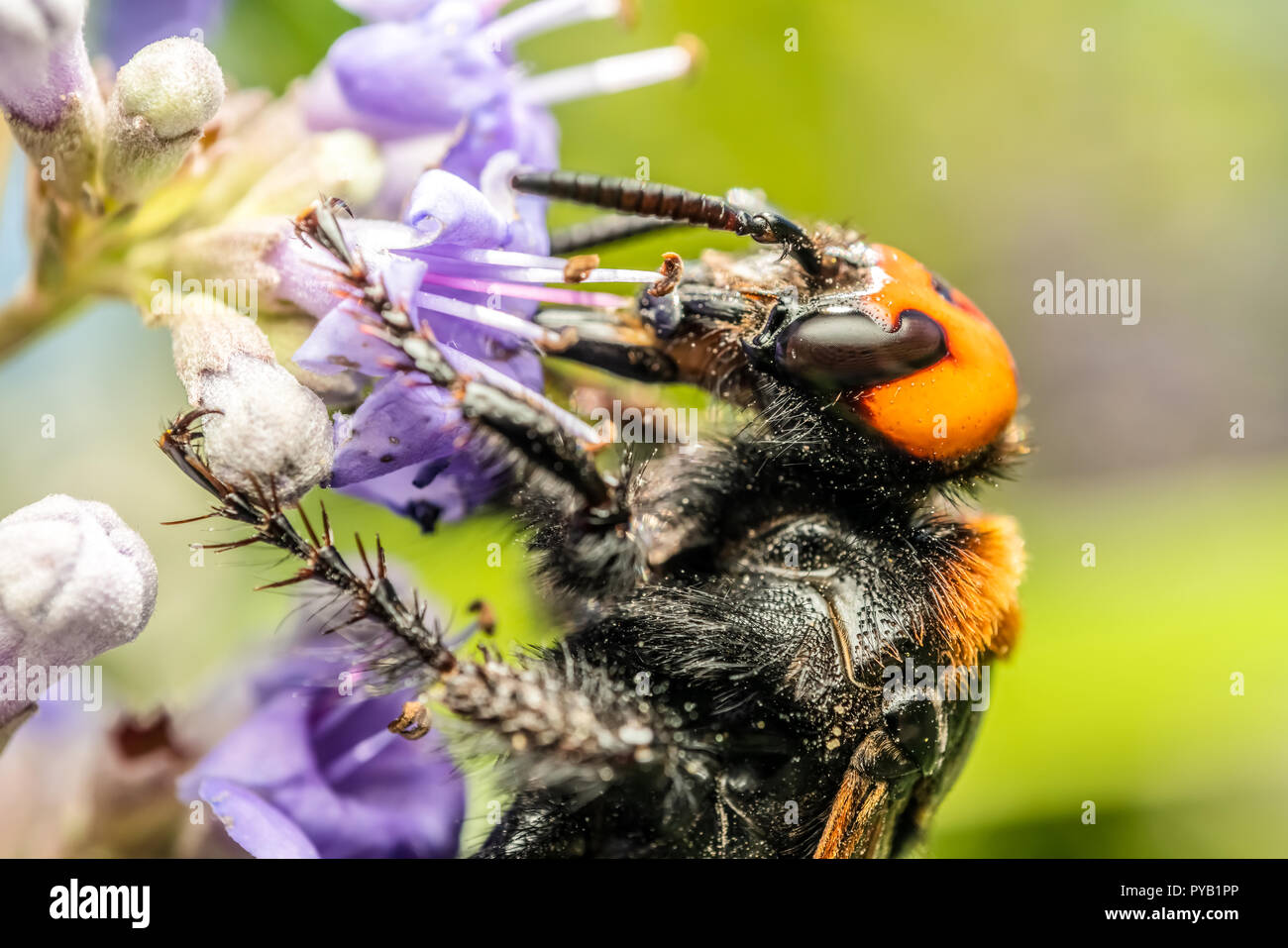 Le géant japonais Vespa Mandarinia Japonica (Hornet) collecte de pollen de fleur Banque D'Images