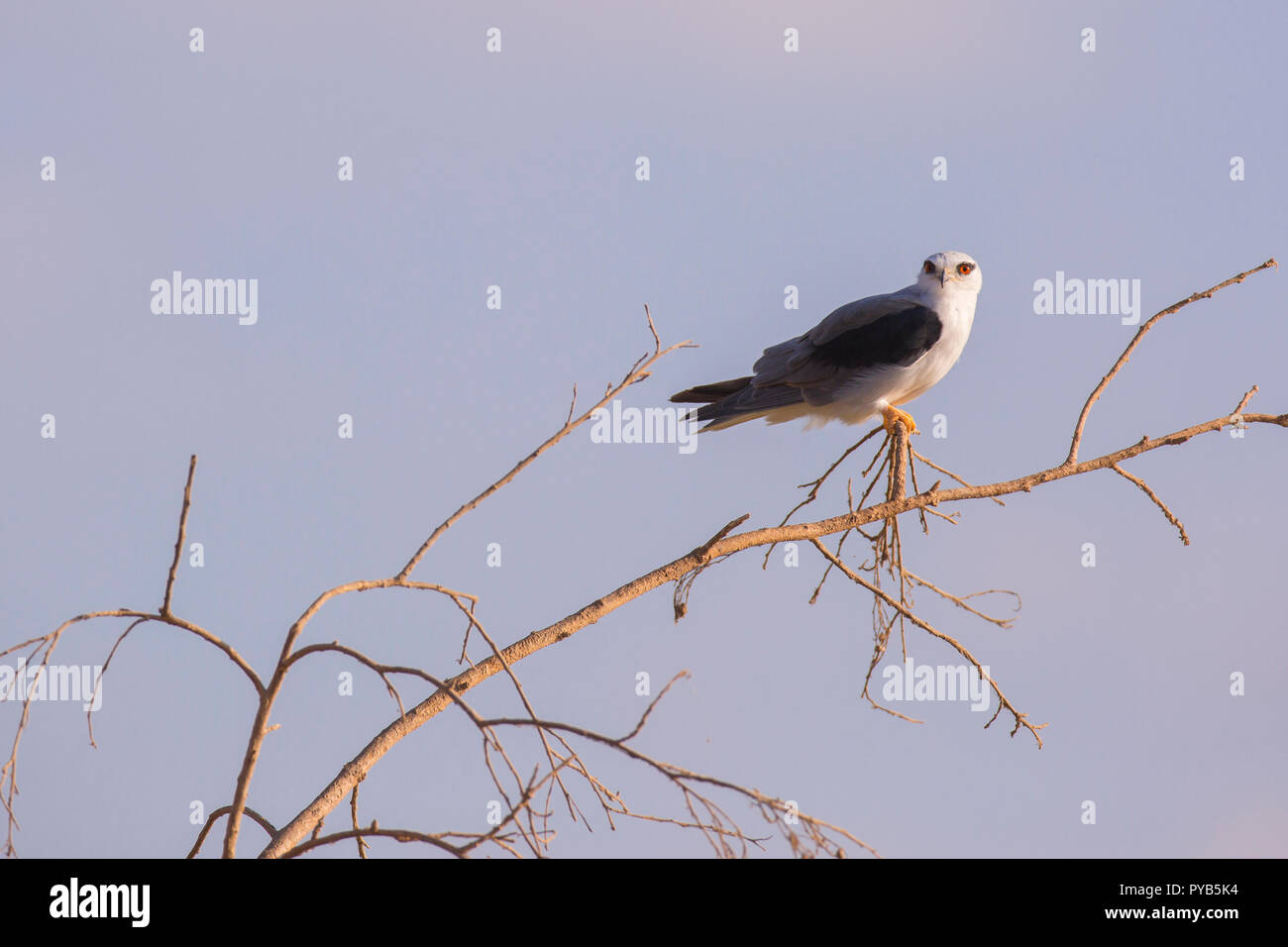 Black-winged Kite (Elanus caeruleus) sur treetop avec fond de ciel bleu. Aussi appelé le black-shouldered kite, cet oiseau-de-Proie se trouve dans les sous-SAH Banque D'Images