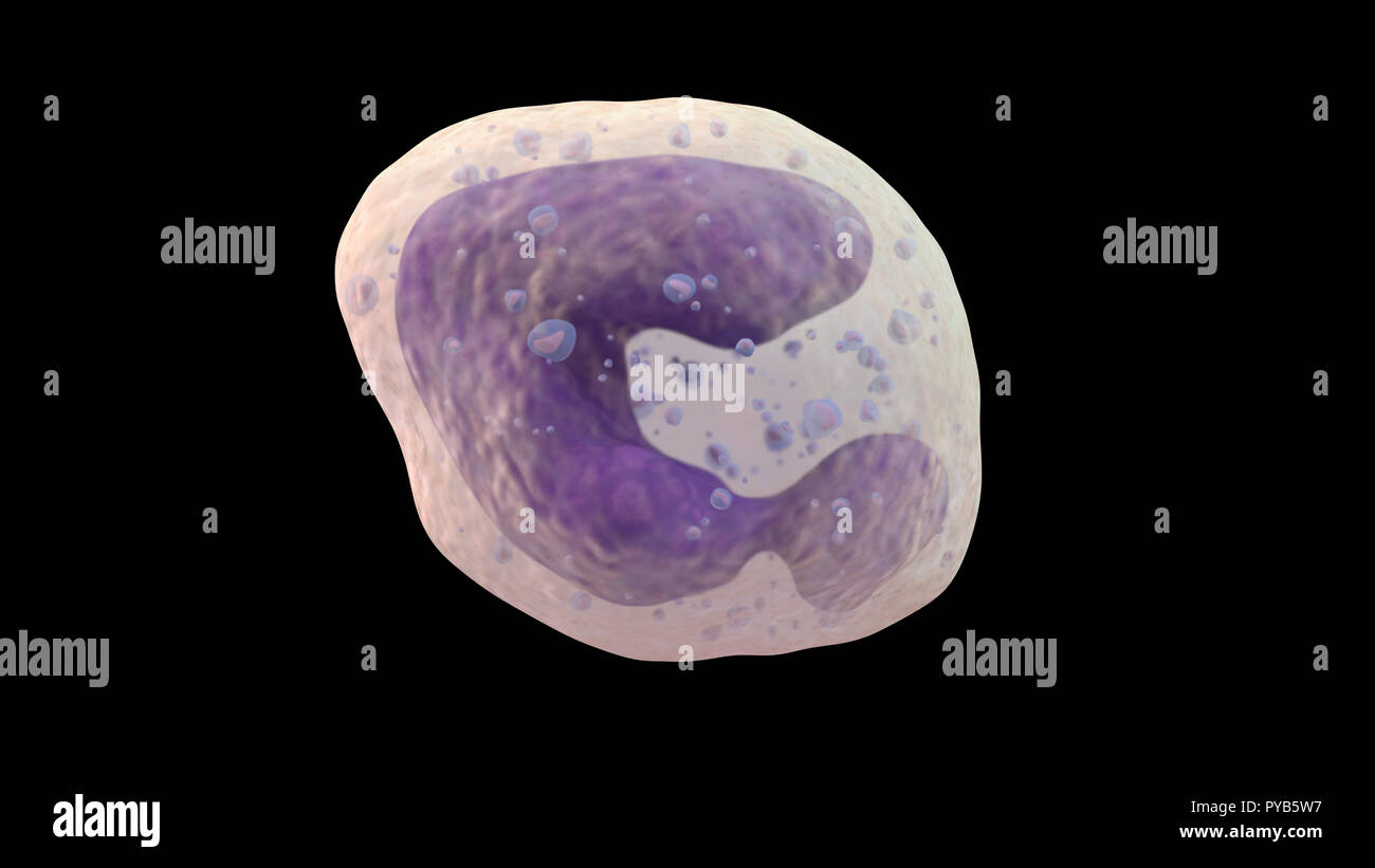 3D illustration de globules blancs basophiles Banque D'Images