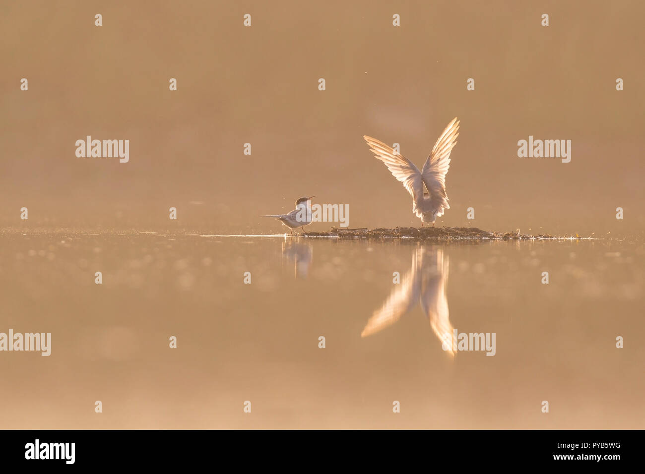 La sterne pierregarin (Sterna hirundo) aliments pour adultes un jeune poussin. Cet oiseau de mer se trouve dans la sous-régions de l'Arctique de l'Europe, l'Asie centrale et d'Amérique du Nord. Il m Banque D'Images