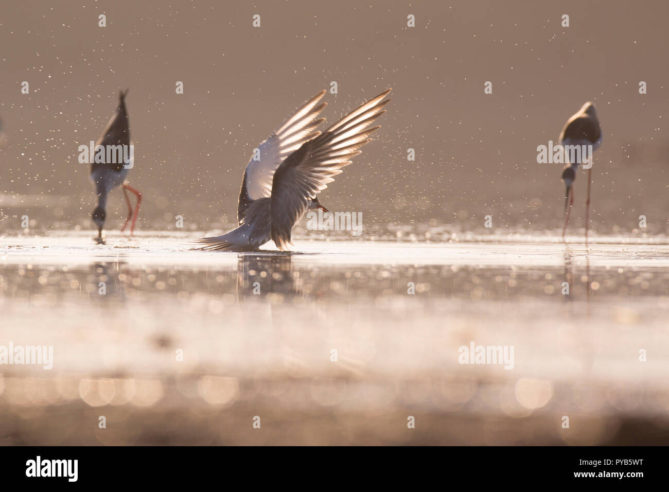 La sterne pierregarin (Sterna hirundo) aliments pour adultes un jeune poussin. Cet oiseau de mer se trouve dans la sous-régions de l'Arctique de l'Europe, l'Asie centrale et d'Amérique du Nord. Il m Banque D'Images
