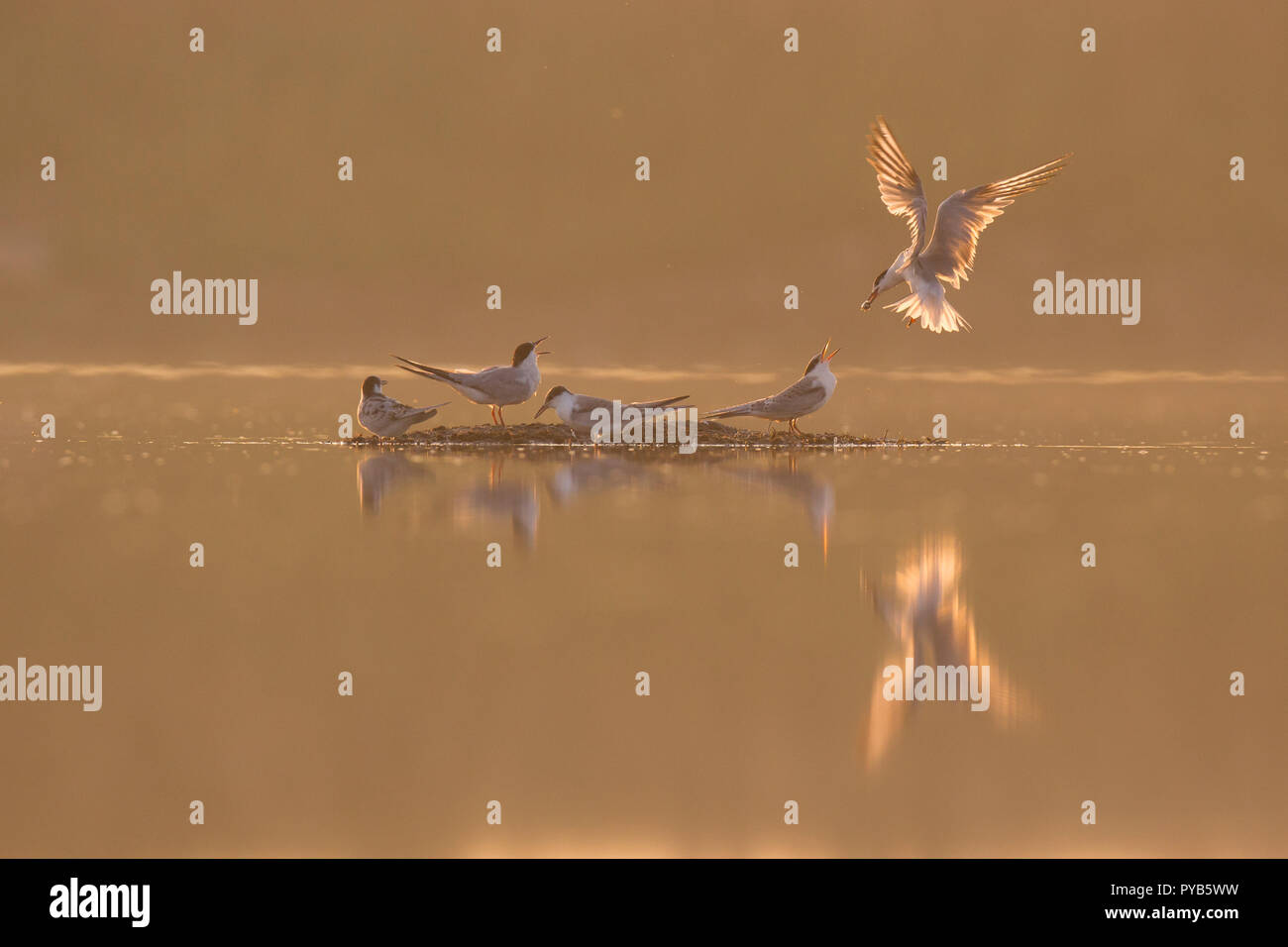 La sterne pierregarin (Sterna hirundo) aliments pour adultes un jeune poussin. Cet oiseau de mer se trouve dans la sous-régions de l'Arctique de l'Europe, l'Asie centrale et d'Amérique du Nord. Il m Banque D'Images