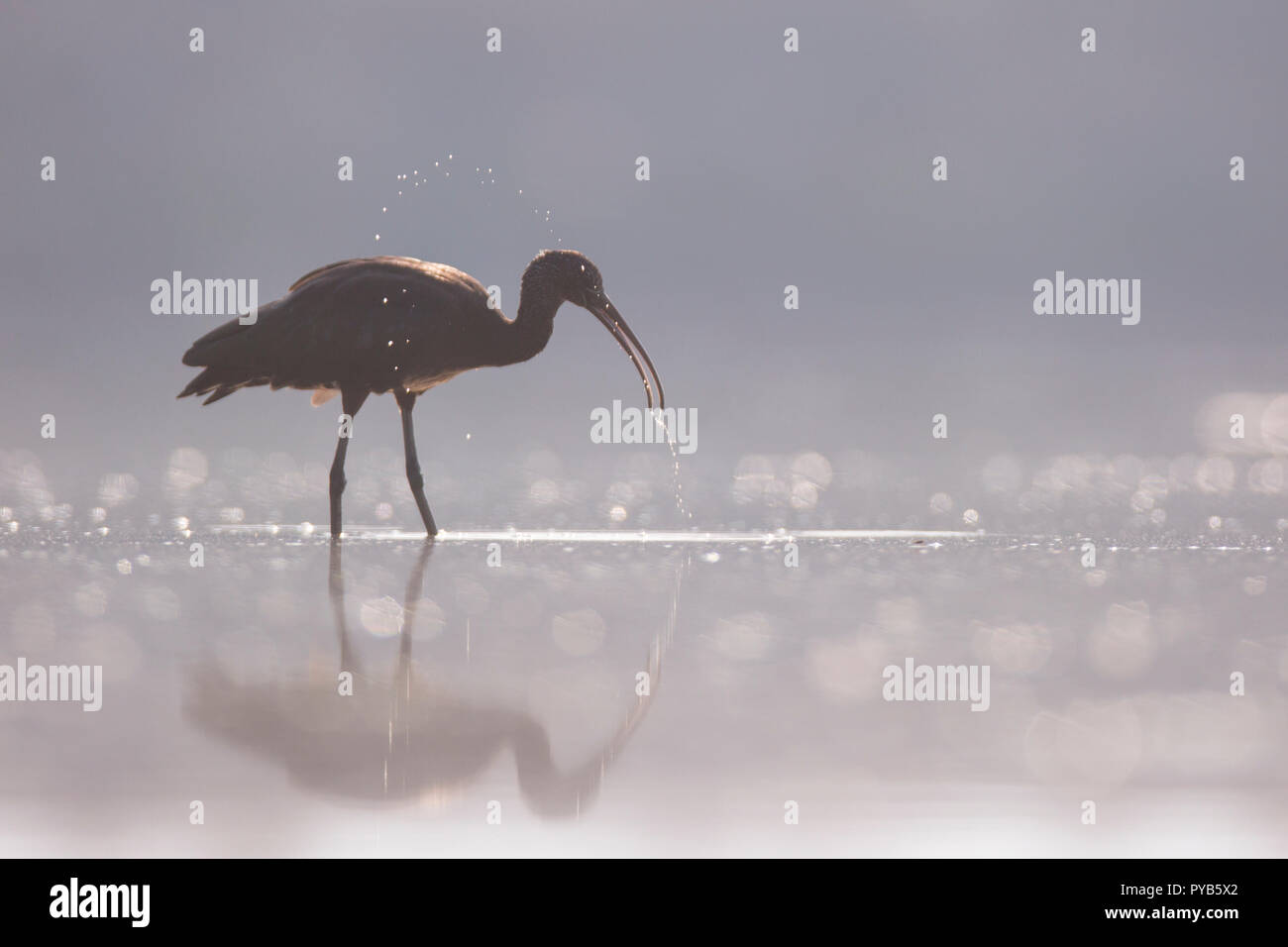 L'Ibis falcinelle (Plegadis falcinellus) en quête de nourriture dans les eaux peu profondes. Ces oiseaux se nourrissent principalement d'invertébrés aquatiques/les insectes sna telles que l'eau douce Banque D'Images