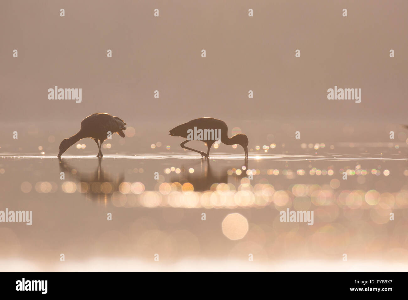 L'Ibis falcinelle (Plegadis falcinellus) en quête de nourriture dans les eaux peu profondes. Ces oiseaux se nourrissent principalement d'invertébrés aquatiques/les insectes sna telles que l'eau douce Banque D'Images