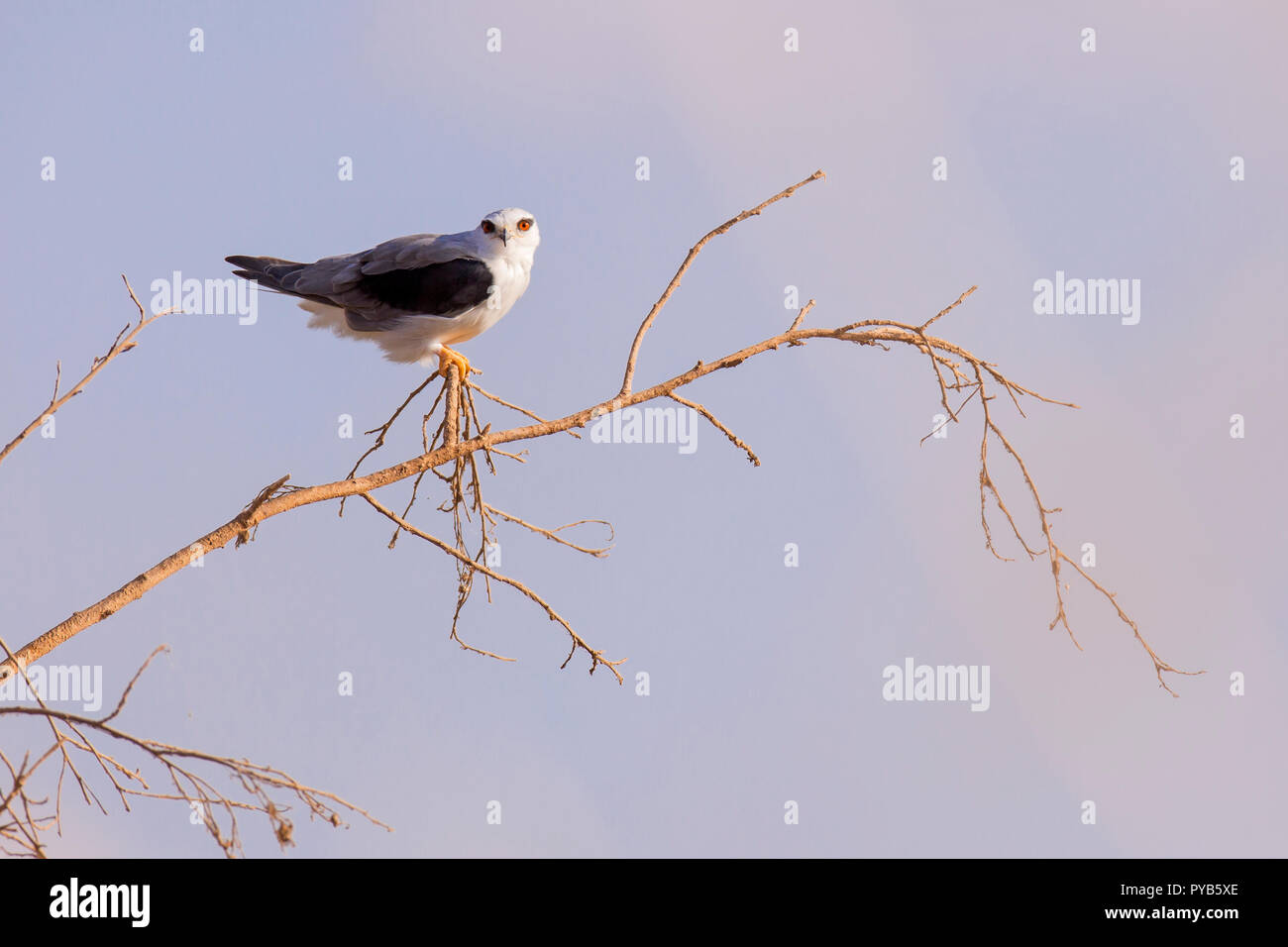 Black-winged Kite (Elanus caeruleus) sur treetop avec fond de ciel bleu. Aussi appelé le black-shouldered kite, cet oiseau-de-Proie se trouve dans les sous-SAH Banque D'Images